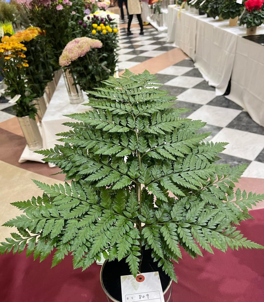 山口県秋季花き展示品評会3